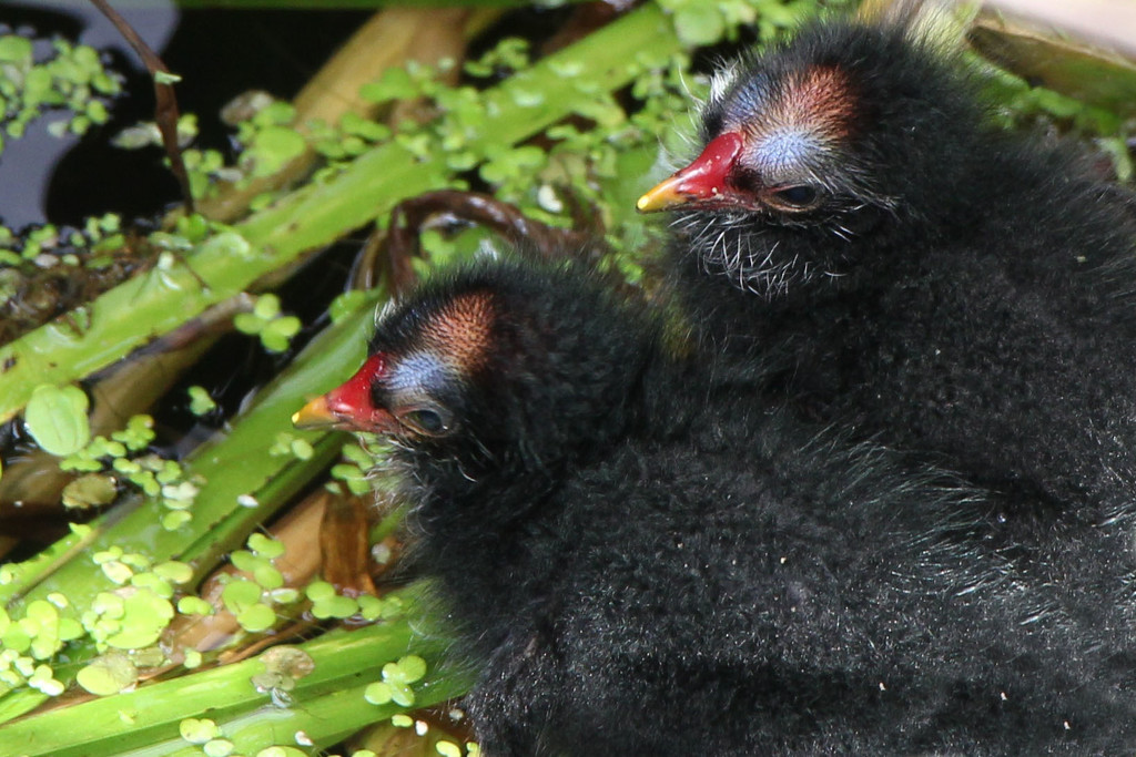 Moorhen Chicks by jamibann