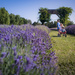 In the Lavender Field by tina_mac