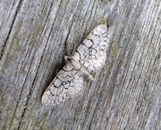 22nd Jul 2017 - Moths of Norway 1. Netted Pug