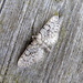 Moths of Norway 1. Netted Pug by steveandkerry