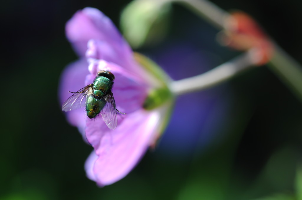 Flower fly by stimuloog
