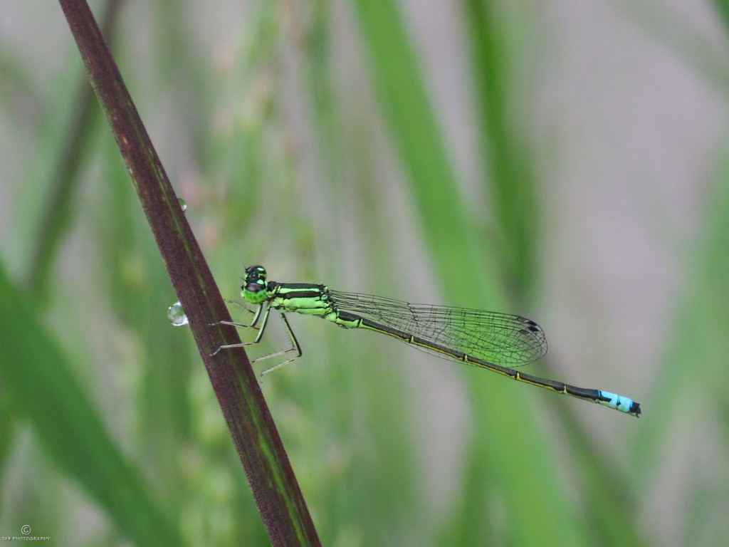 Damselfly  by tosee