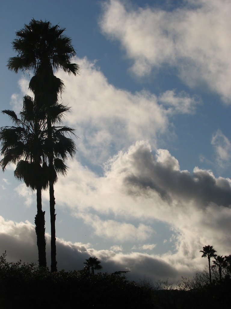 Cloudy Palms by cheriseinsocal
