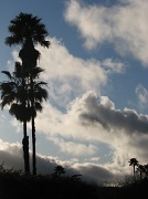 6th Feb 2010 - Cloudy Palms