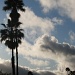 Cloudy Palms by cheriseinsocal