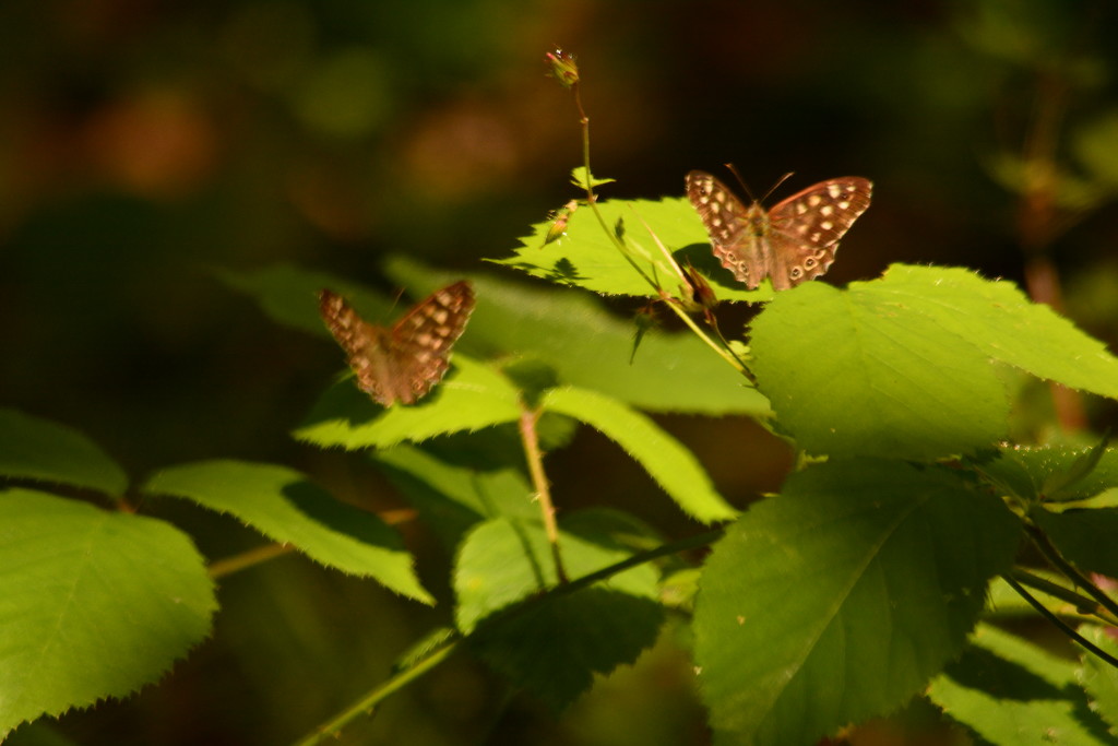 Butterflies in sunlight........ by ziggy77