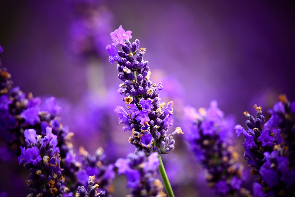 Lavender's Blue Dilly Dilly.... by carole_sandford