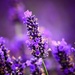 Lavender's Blue Dilly Dilly.... by carole_sandford