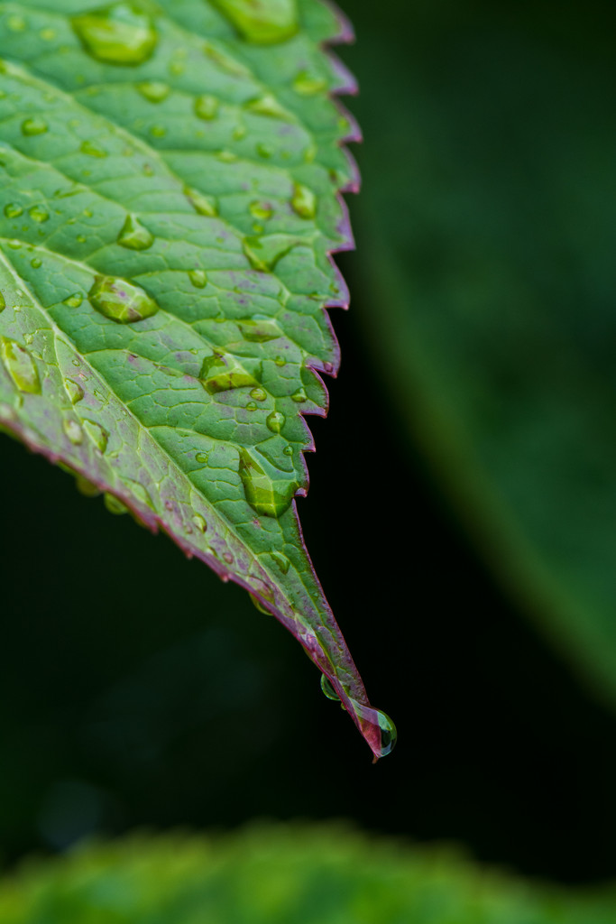 Hydrangea leaf by rumpelstiltskin