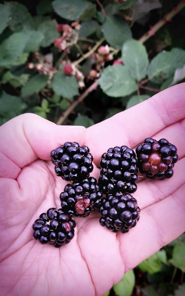 Early blackberries by boxplayer