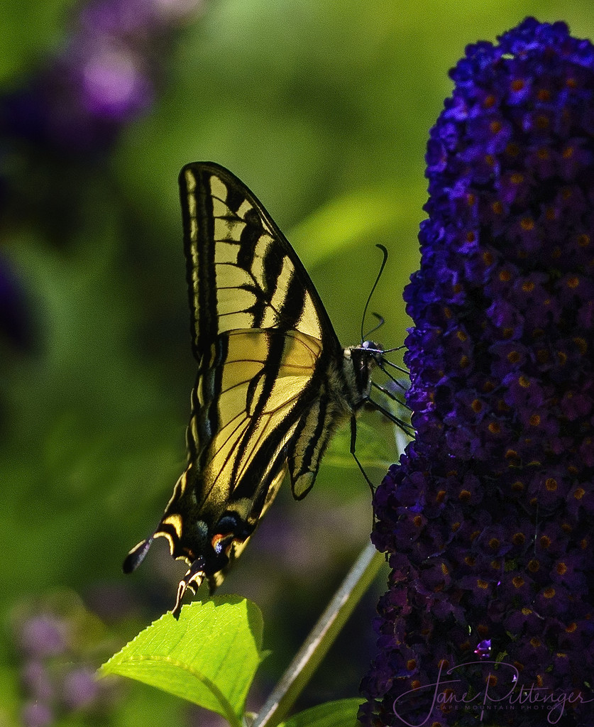 Swallowtail on Butterfly Bush by jgpittenger