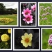 Flowers in Wollaton Park by oldjosh