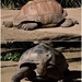 Giant Tortoise ~  No. 5 by happysnaps