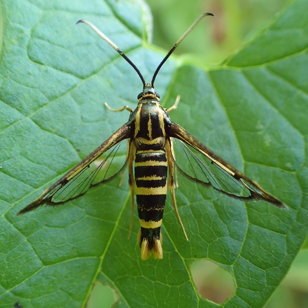  Clearwing Moth by cjwhite