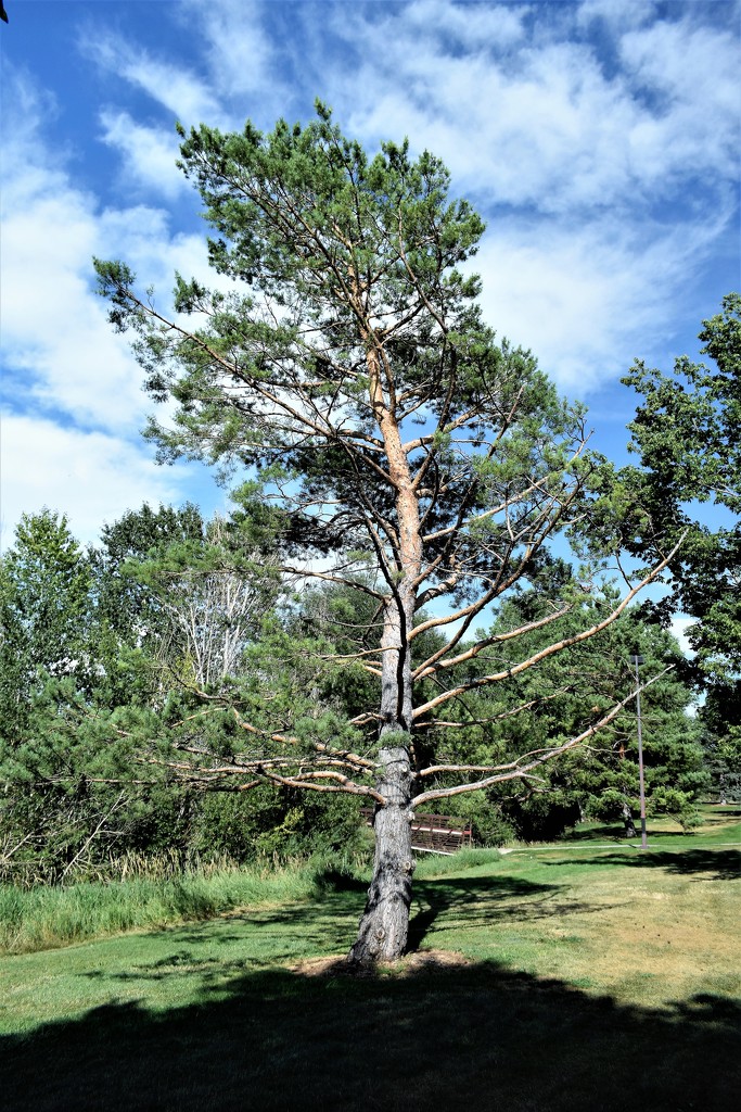 Ponderosa Pine by sandlily