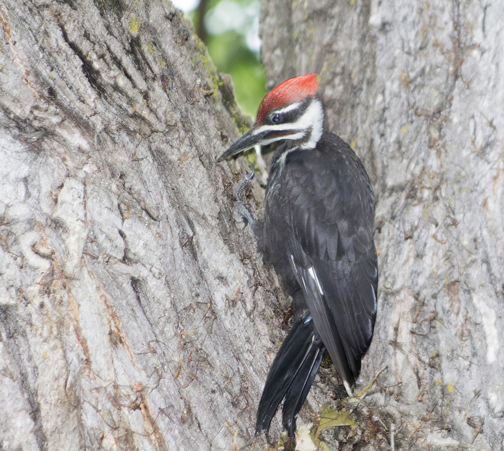 Pileated Woodpecker by gaylewood