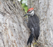 22nd Jul 2017 - Pileated Woodpecker
