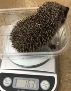 19th Jul 2017 - Weigh in for Baby Bramble...