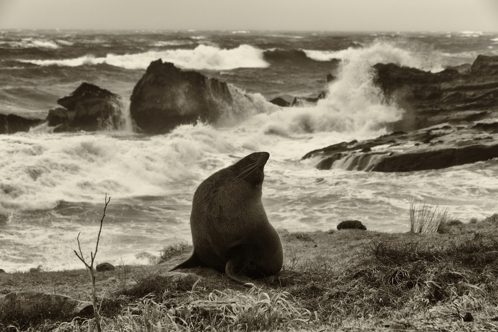 Seal Rock by helenw2