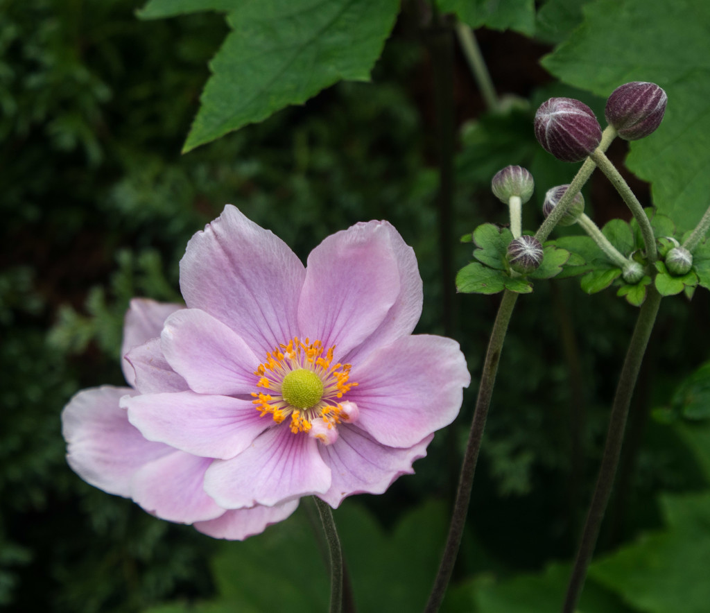 Japanese Anemone by frequentframes