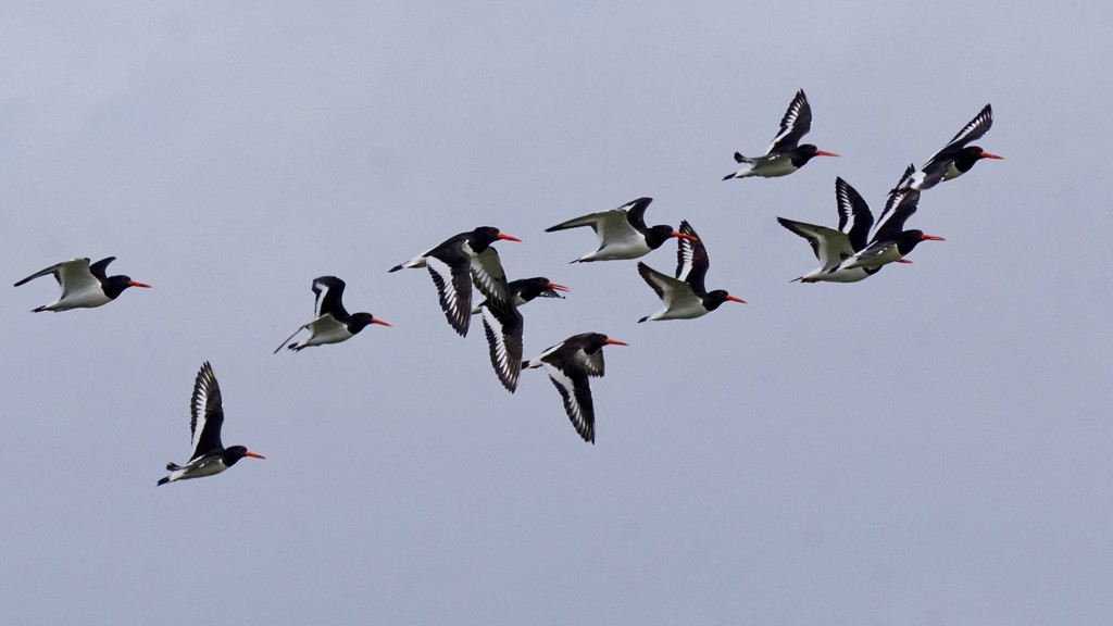 A PIPING OF OYSTERCATCHERS by markp