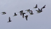 15th Jul 2017 - A PIPING OF OYSTERCATCHERS