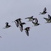 A PIPING OF OYSTERCATCHERS by markp