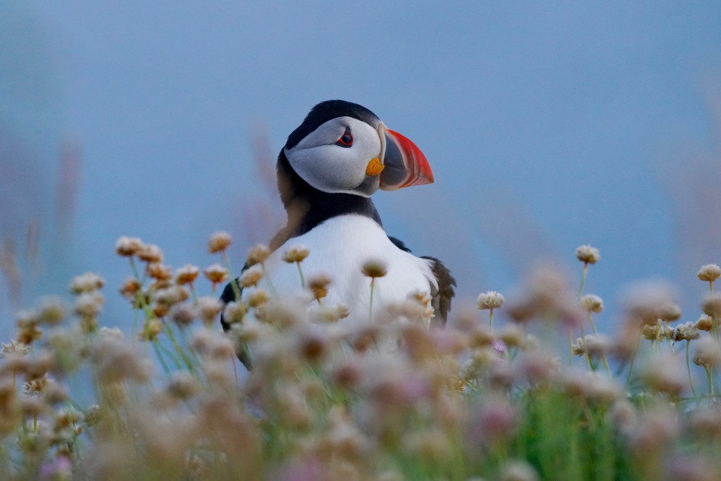 CLIFF TOP PUFFIN by markp