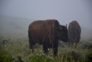 23rd Jul 2017 - The Yellowstone bison