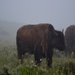 The Yellowstone bison by louannwarren