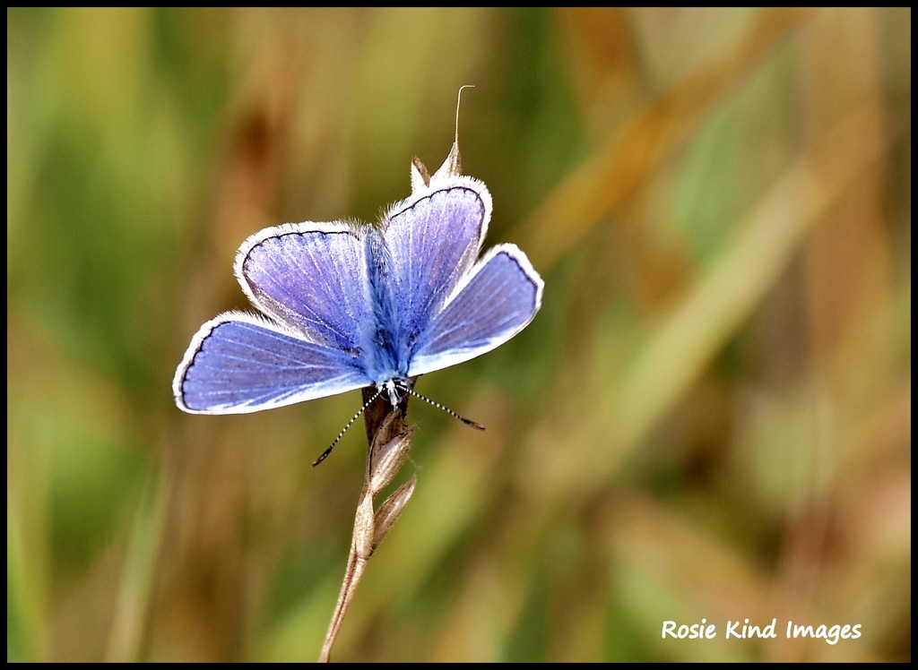 Common Blue by rosiekind