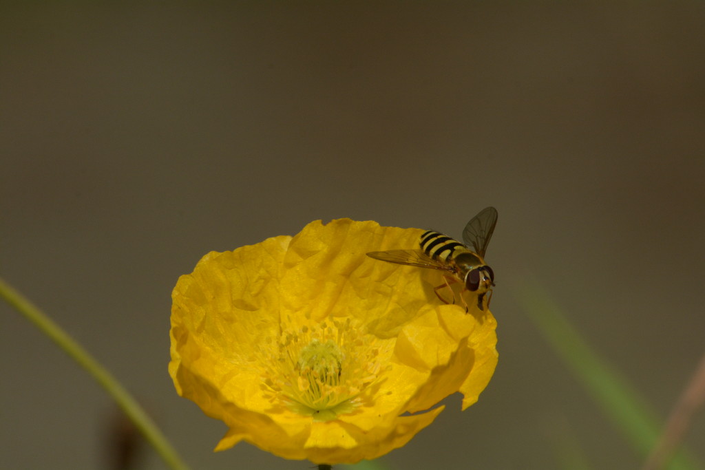 Yellow poppy and hoverfly..... by ziggy77