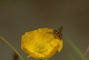 23rd Jul 2017 - Yellow poppy and hoverfly.....