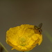 Yellow poppy and hoverfly..... by ziggy77