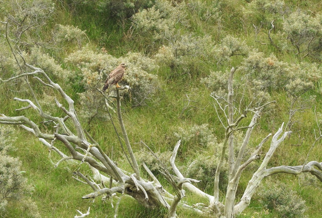 DSCN2800 (2) buzzard on a tree by marijbar