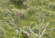 23rd Jul 2017 - DSCN2800 (2) buzzard on a tree