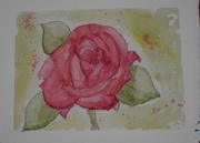 23rd Jul 2017 - Rose Watercolor Painting