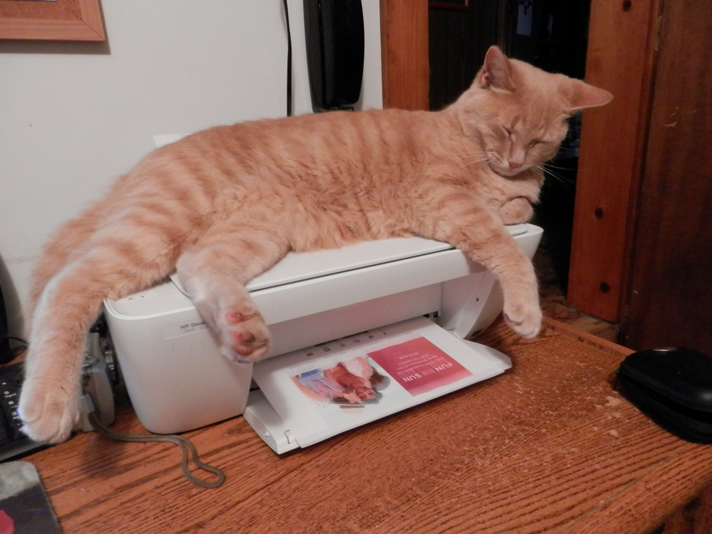 Penny on the Printer by julie