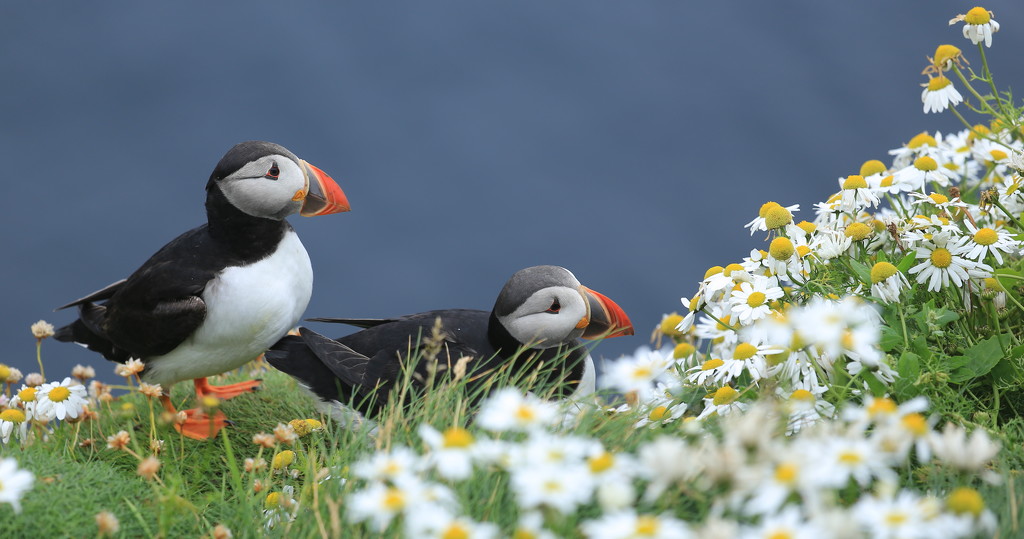 Sumburgh Puffins by lifeat60degrees