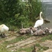 Swans with Signets by cataylor41