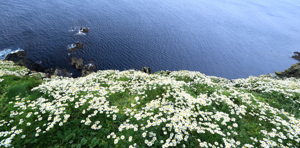 Sea Mayweed by lifeat60degrees