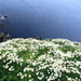 Sea Mayweed by lifeat60degrees