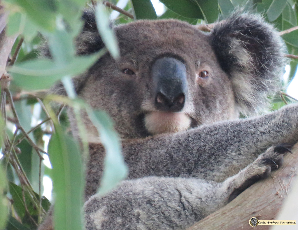 on guard by koalagardens