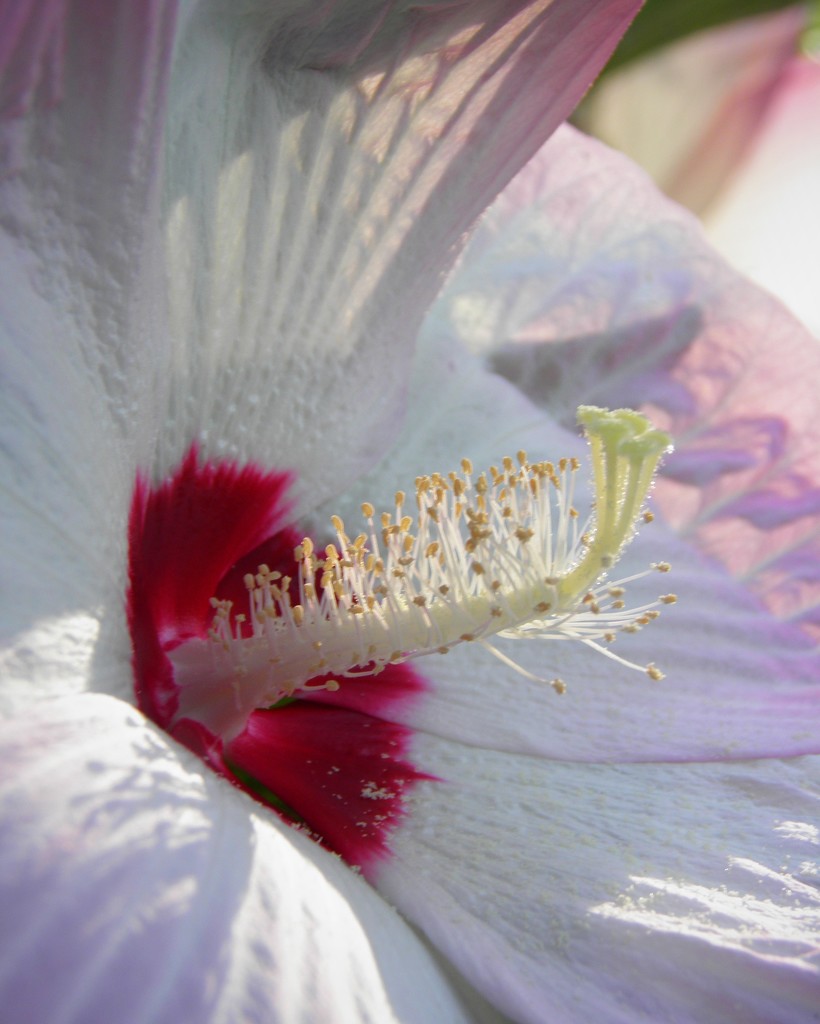 Early Morning Hibiscus by daisymiller