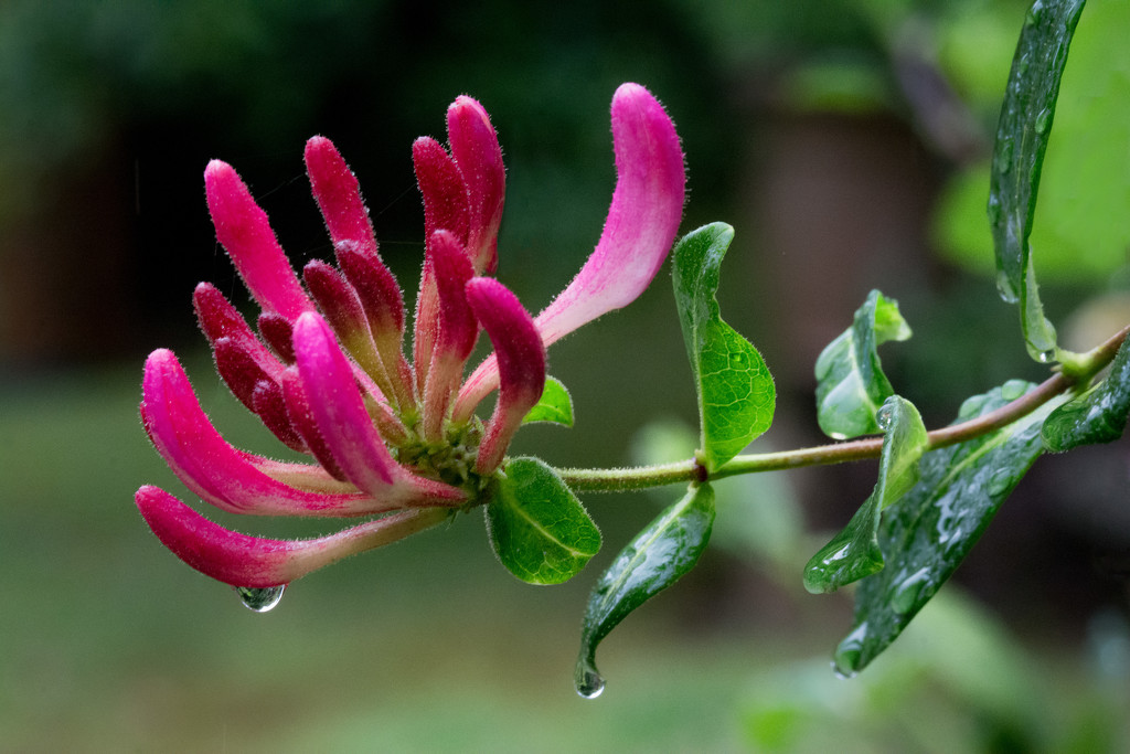 Honeysuckle bud - in the rain... by vignouse