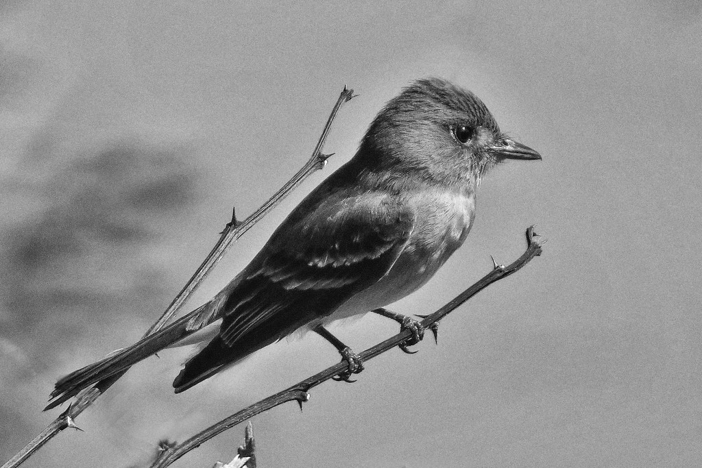 Young Kingbird Posing by milaniet