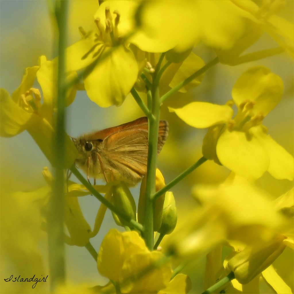 Moth in the Canola field by radiogirl