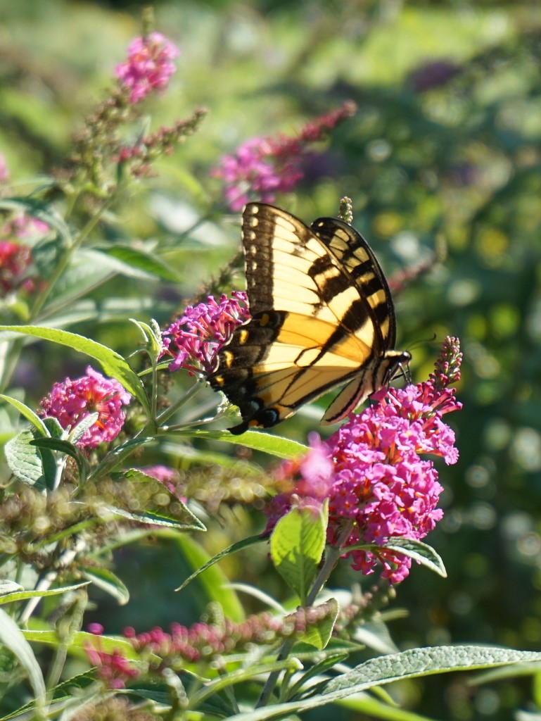 Butterfly on a butterfly bush by tunia