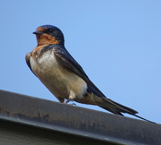 1st Jul 2017 - Barn Swallow
