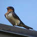 Barn Swallow by annepann